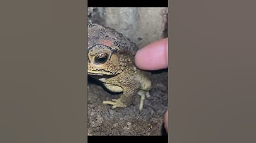 frog walking funny l catch frogs jumping funny #funny #frogexercise #frog #frogjump #frogworkout