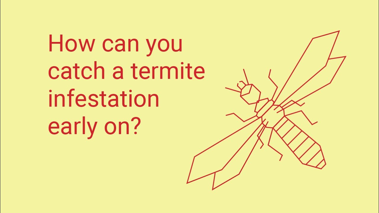 What Are Some Signs Of A Termite Infestation?