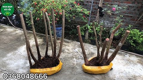 Hai bụi sim rừng bầu to rễ tơ nhiều