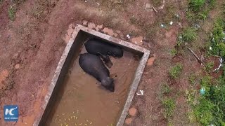 Three wild Asian elephants, two adults and a baby, were trapped in a reservoir in southwest China's Yunnan Province for more than two days, which may cause them to choke on the water and die from hung