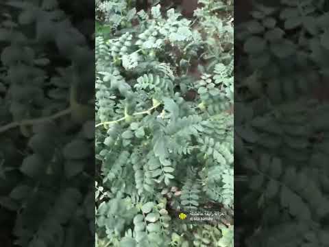 حاملة حمص حب اخضر واخيرا فيه كرم كبير مليان حاملة حمص اكلات   