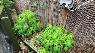 Outdoor Garden Grow UK