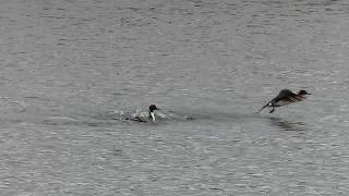 Homosexual Male of Northern Pintail?