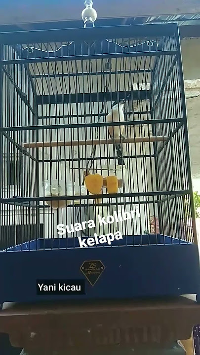 cendet suara kolibri kelapa