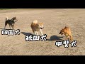 日本犬三種、集合!【赤一枚の甲斐犬】