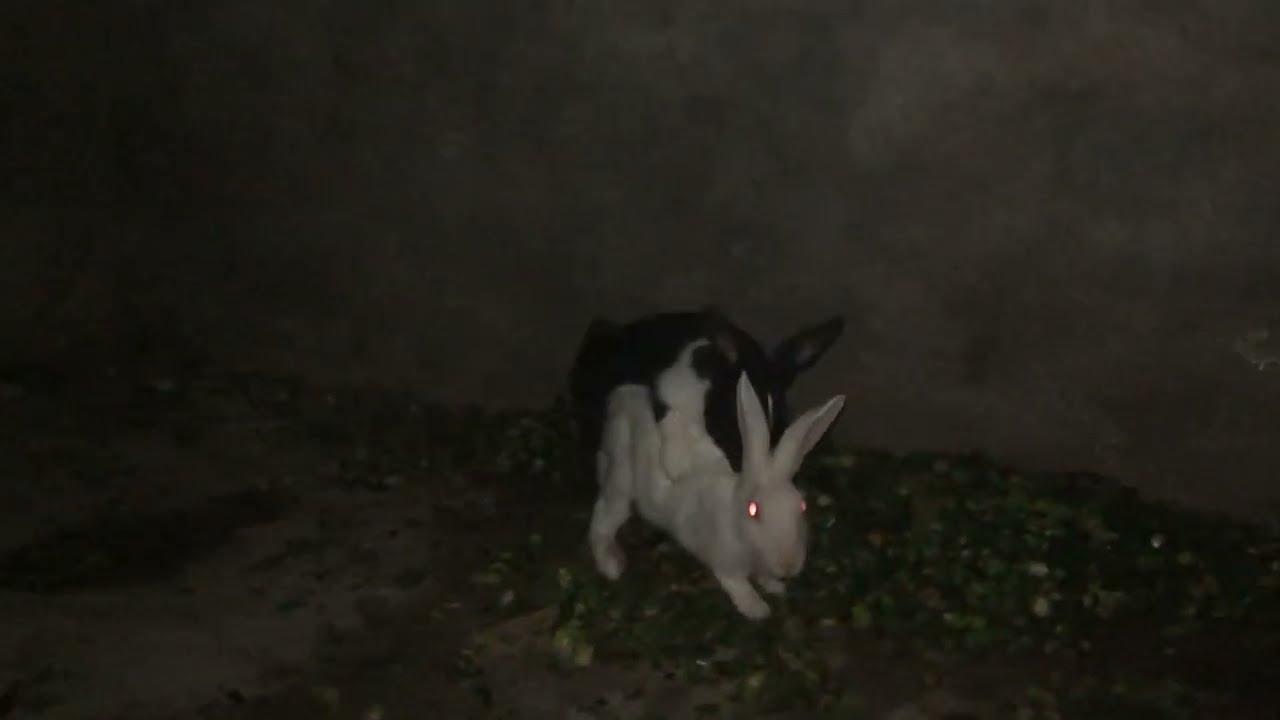 Rabbits quick Matting process | how rabbit do sex | rabbit sex life | bunny matting