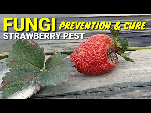 วีดีโอ: Strawberry Cercospora Leaf Spot – การรักษาโรคสตรอเบอร์รี่ด้วยโรคใบจุด