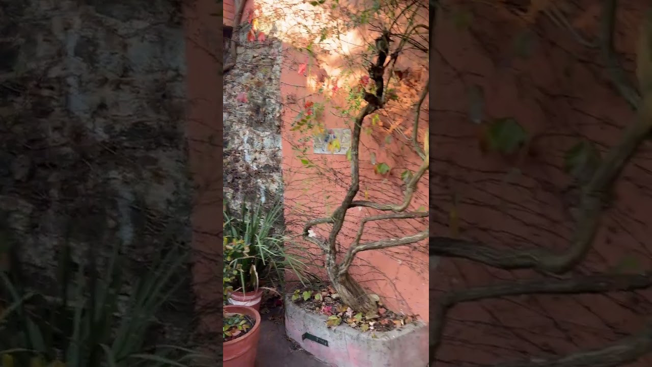 I traveled to Colonia del Sacramento. I love visiting this place! 🇺🇾🙌 #uruguay #colonia