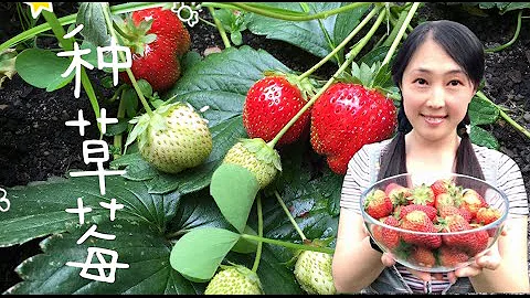 【种植15】草莓种植全攻略--草莓种植方法，土壤和施肥，防虫防鸟 How to plant /grow strawberries - 天天要闻