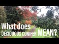 PLANTOPEDIA- Deciduous Conifer
