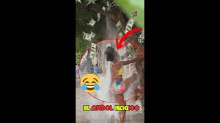 el árbol mágico new versión #2🌳💸🤣