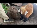 October 13 - Red Pandas