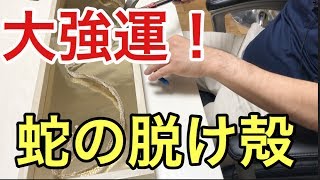 Feng Shui][Super Lucky] Got a snakeskin! - YouTube