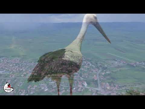 Videó: Miért mondjuk, hogy gólya?