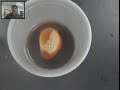 Osmosis Experiment: Uncovering Egg Transformations with Vinegar and Different Solutions