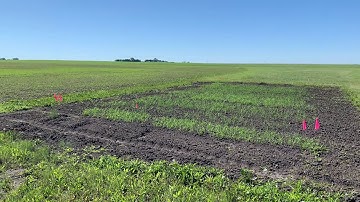 LREC Naeem Kalwar: Two Salt-tolerant Annual Crops