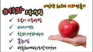 #사과 내 인생의 최고의 사과 만들기! #오복이효과 확인! 비대/경도/착과/낙과방지/꽃눈/잎/도장지억제/병충해방지까지~ #사과농사 #코시팜스 #오복오복이#오복이사과