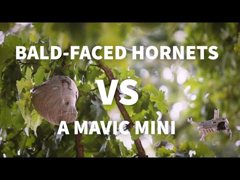 Bald-Faced Hornets vs. A Mavic Mini Drone