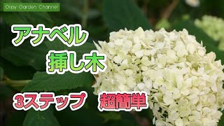 紫陽花アナベル挿し木苗⑫ アジサイ アナベルを増やそう 6月の挿し木 - YouTube