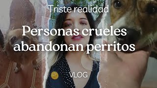 FUIMOS AL CENTRO✅ABANDONAN PERROS EN EL PARQUE TRISTE REALIDAD #vlog #perros #apoyo #ayudaanimal