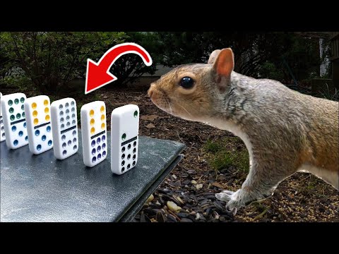 The Squirrel Feeding Machine (Rube Goldberg Machine) | Creezy