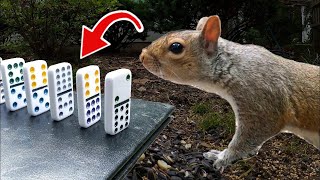 The Squirrel Feeding Machine (Rube Goldberg Machine) | Creezy