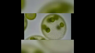 Volvox colonial algae. Вольвокс, колониальные водоросли.