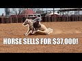 Horse sale  ranch horse competition