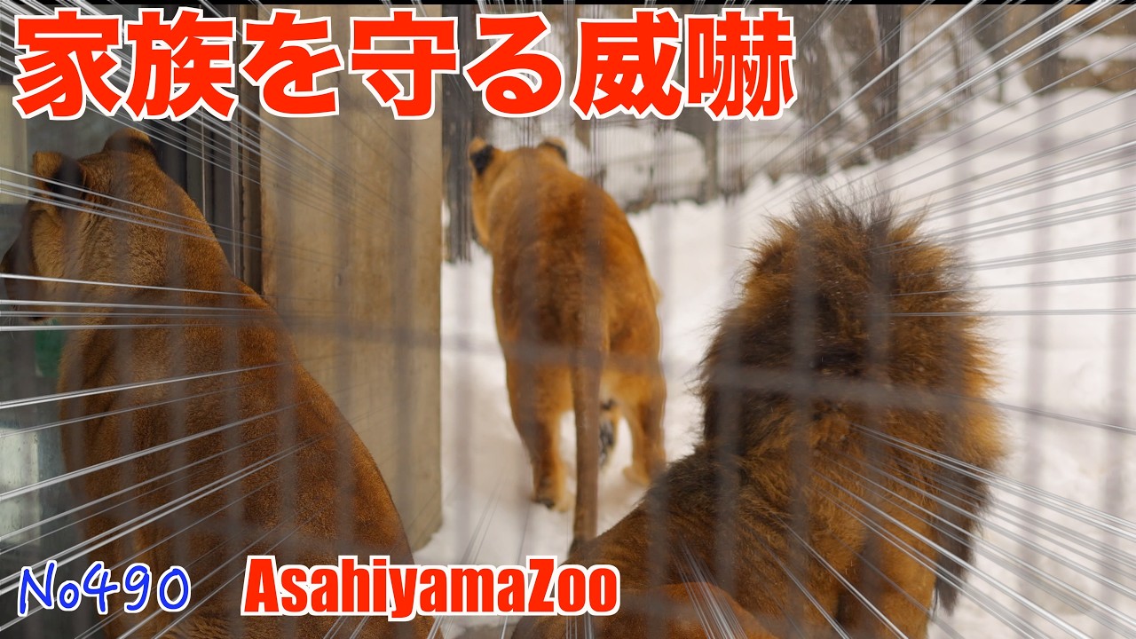No490 守りたい家族がいる。レイの威嚇と、イオの毛づくろい｜冬の旭山動物園　#lion #オリトファミリー　字幕ON　#zoo