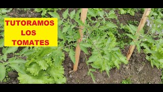 TUTORAMOS LOS TOMATES by Jorge Ramat 5,175 views 9 months ago 19 minutes