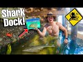 Catching Aquarium Fish Under SHARK INFESTED DOCK!