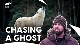 Newfoundland BIG Wolf: Fiction Or Reality? | Extinct Or Alive S1 E2 | Animal Planet