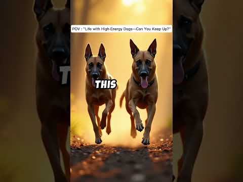 #doberman #k9protection #puppy #dogstraning #malinois #k9handler #amazingdogs #fyp #usatoday #k9