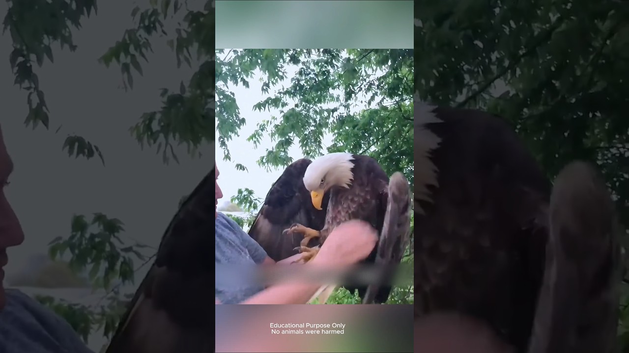 আহত বিশাল ঈগলকে বাঁচালো নারী, তারপর যা ঘটলো! 🦅 #Shorts #Wildlife