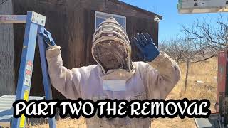 Celebrity EXOTIC BIRDS AND KILLER BEES DON'T MIX! BEGINING THE REMOVAL! PT 2 Net Worth
