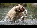 Grizzly Bären Familie fischt Lachse im Chilkoot River Haines Alaska von SyncroTime