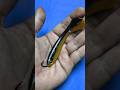 Seperti Ini Cara Memasang Kail Pada Umpan Mancing #shorts #fishing #mancing