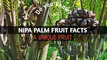 Nipa Palm Fruit Facts - English facts of unique fruit in the world | CompleteBuzz