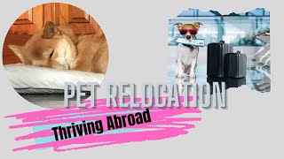Pet Relocationpet Relocation Process