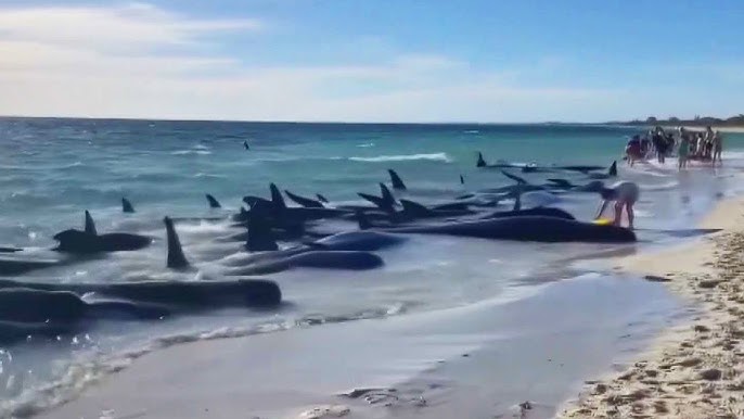 At Least 28 Pilot Whales Die After Being Stranded On Beach