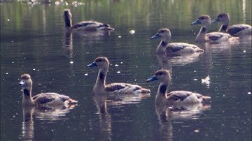 Nature & Wildlife Videos :- A Day With Lesser Whistling Ducks.