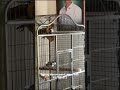 #macow Talking Macow parrot Tamed parrot Available #parrot #talkingparrot #parrotlover #petshop
