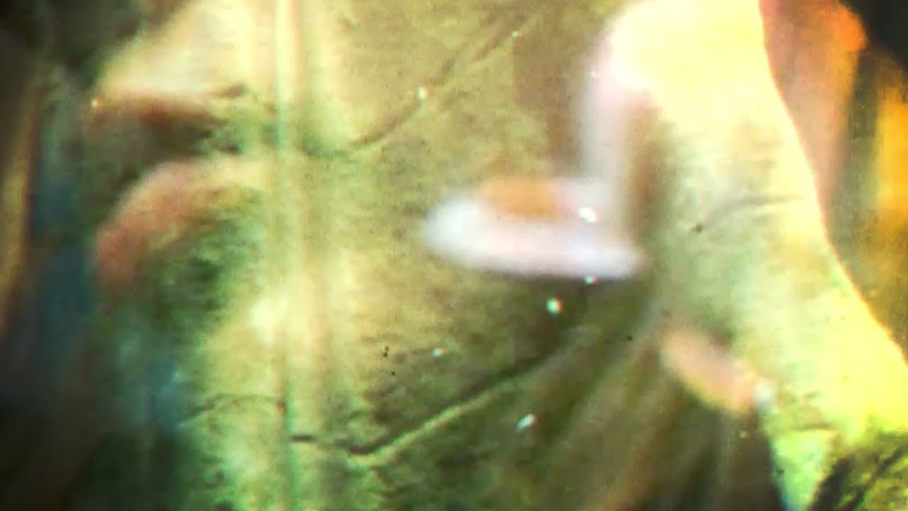 Guarda Nuage - Every PPL - Official Video (WILD - Project: Mooncircle, 2017) su YouTube Guarda Nuage - Every PPL - Official Video (WILD - Project: Mooncircle, 2017) su YouTube