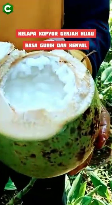 Kelapa Kopyor Genjah Asli Mantap