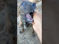 De raça boa
