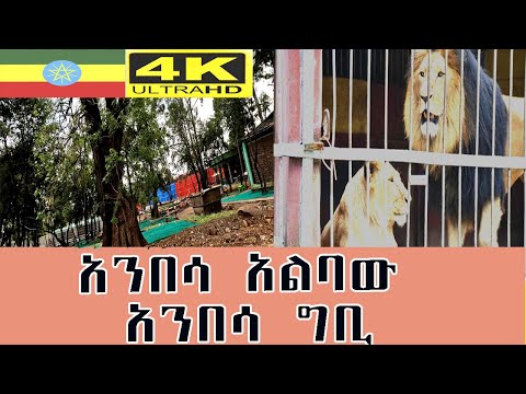 አንበሳ አልባው አንበሳ ግቢ Addis Ababa Walk And Talk ETHIOPIA 4K 2025
