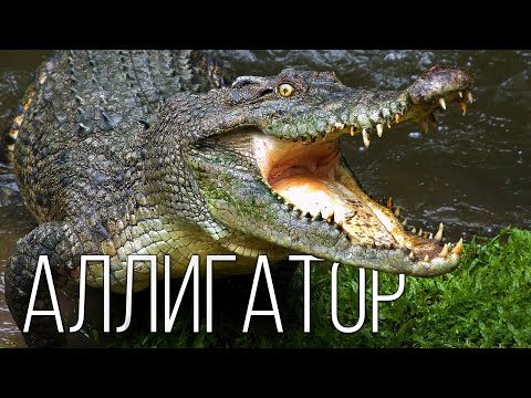 Vidéo: Alligator du Mississippi : habitat, nourriture, photo