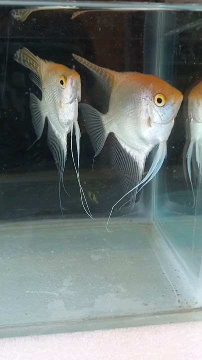 Angel Fish Breeding 🐟| VinVin Bird's | Tamil | VV's