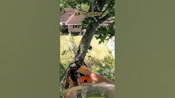 ⚠️Tree Climber Bails Out In Tree‼️#treework #treeclimber #rigging #treeremoval #chainsawman