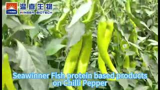 Seawinner fishfertilizer on vegetables